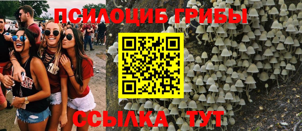 Галлюциногенные грибы Psilocybe Междуреченск